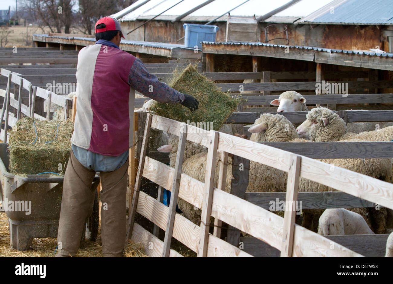 Farm worker from Peru feeding sheep on a ranch near Emmett, Idaho, USA. Stock Photo