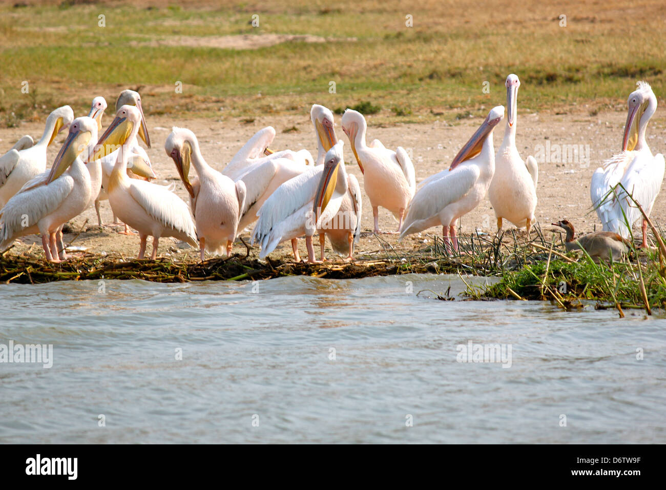 Great White Pelicans on the Nile River Stock Photo