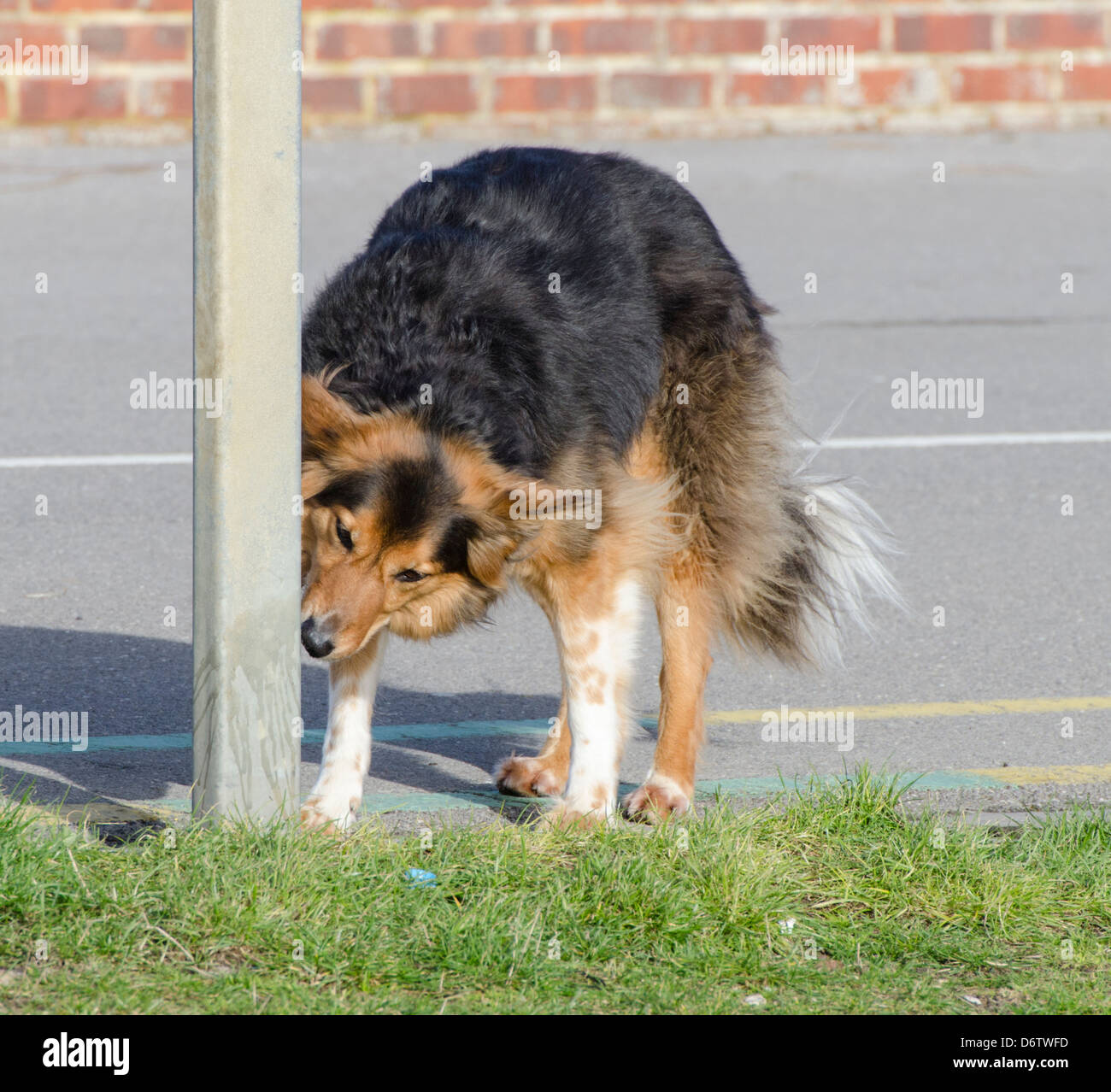 Dog scratching it's head on a post Stock Photo Alamy