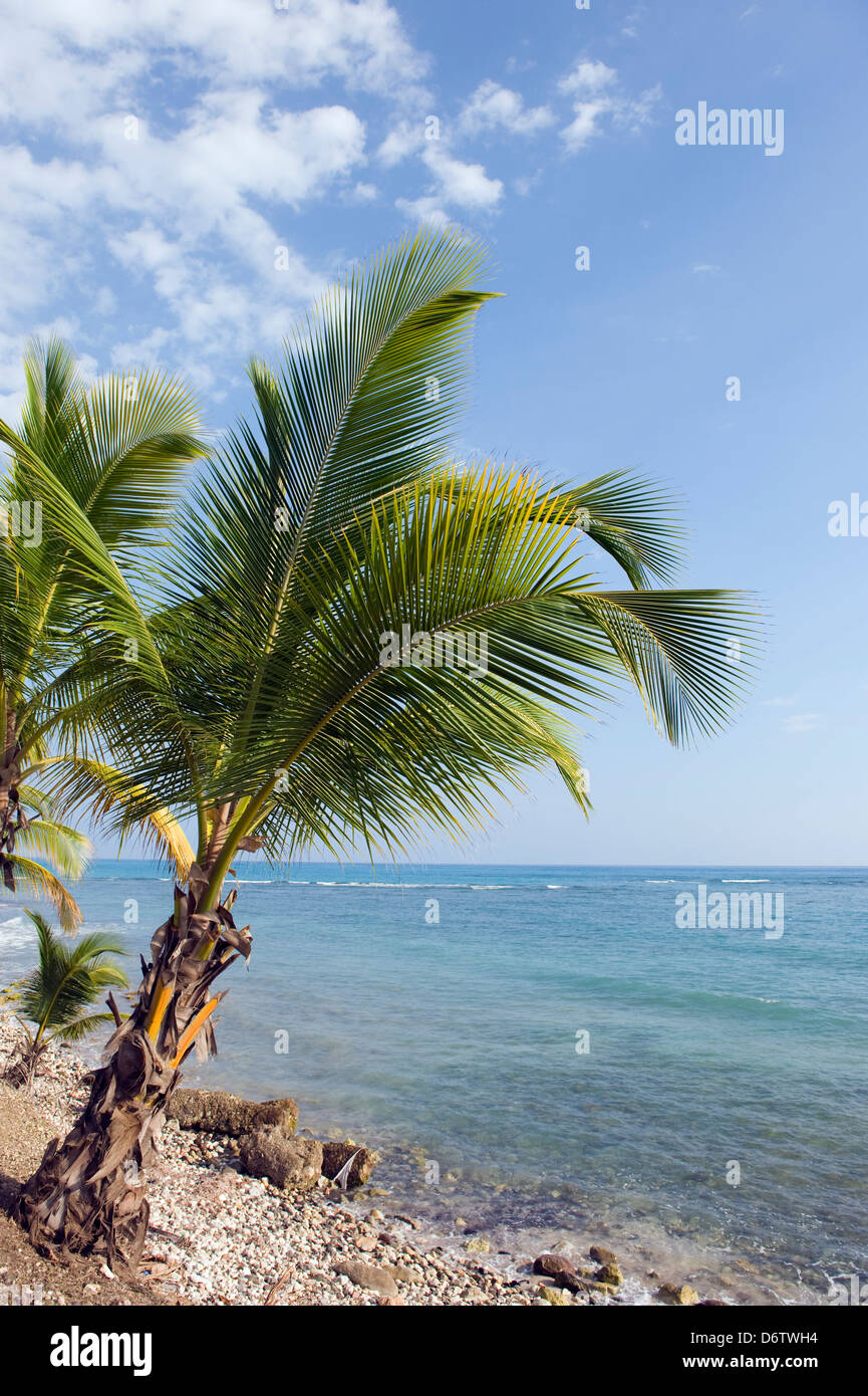 palm tree lined beach, Jacmel, Haiti, Caribbean Stock Photo Alamy