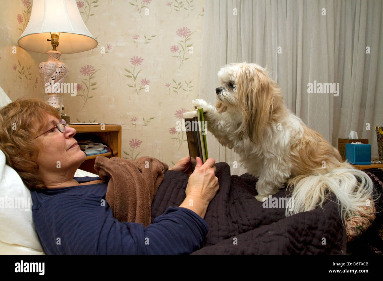 Woman reading on electronic tablet with dog wanting attention in Boise, Idaho, USA. MR Stock Photo