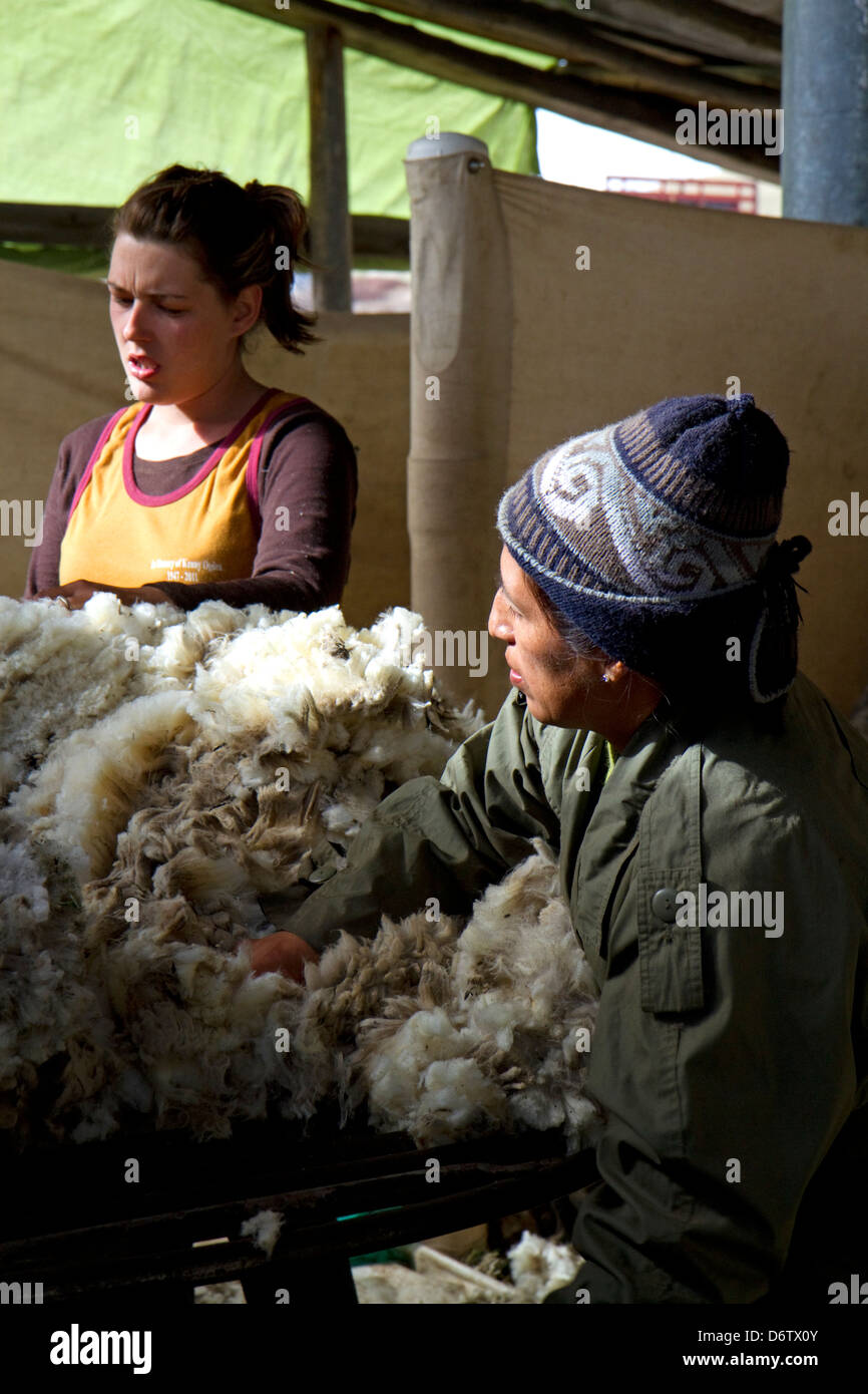 Sheep being sheared in a shearing shed near Emmett, Idaho, USA. Stock Photo