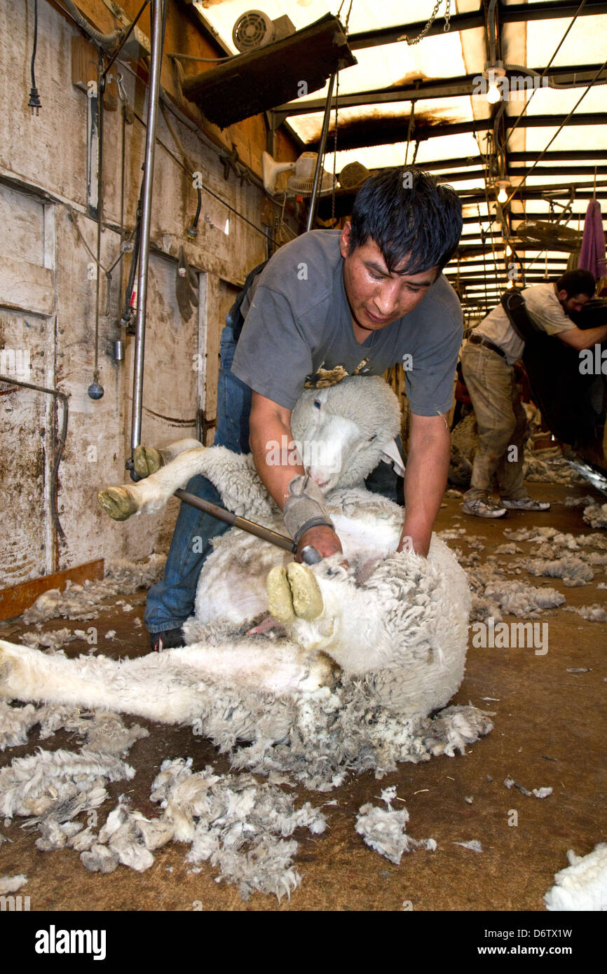 Sheep being sheared in a shearing shed near Emmett, Idaho, USA. Stock Photo