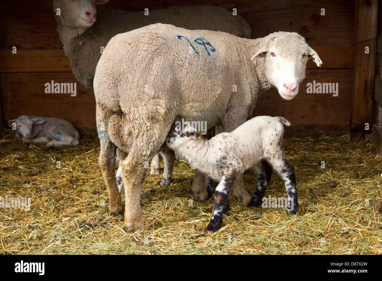 Lambs nursing on a sheep ranch near Emmett, Idaho, USA Stock Photo Alamy