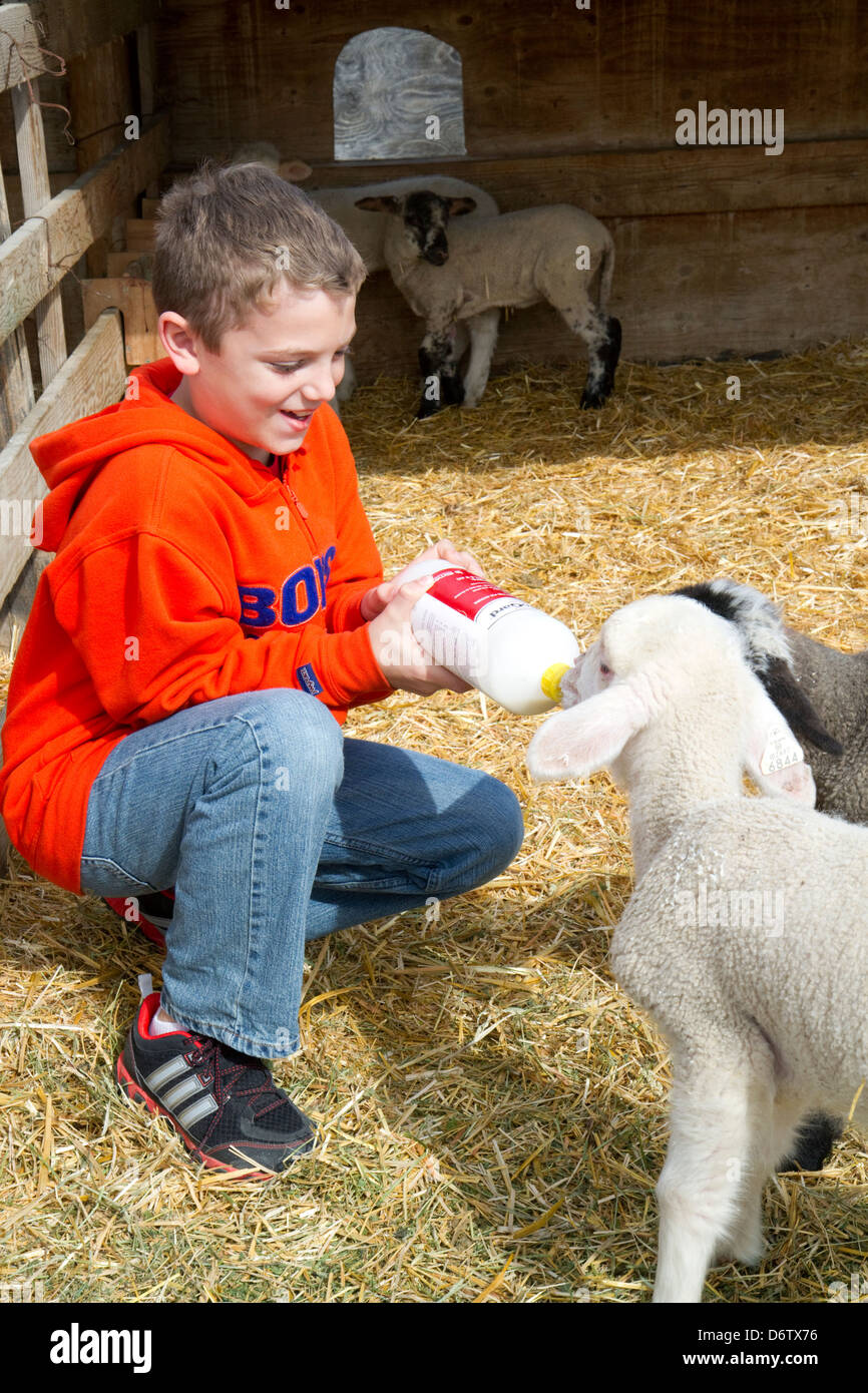Nine year old boy bottle feeding lambs on a sheep ranch near Emmett, Idaho, USA. MR Stock Photo