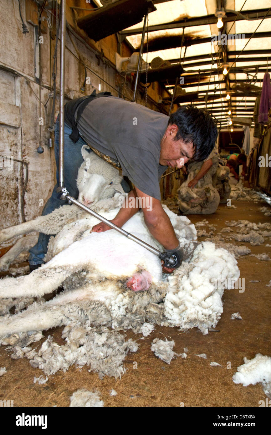 Sheep being sheared in a shearing shed near Emmett, Idaho 