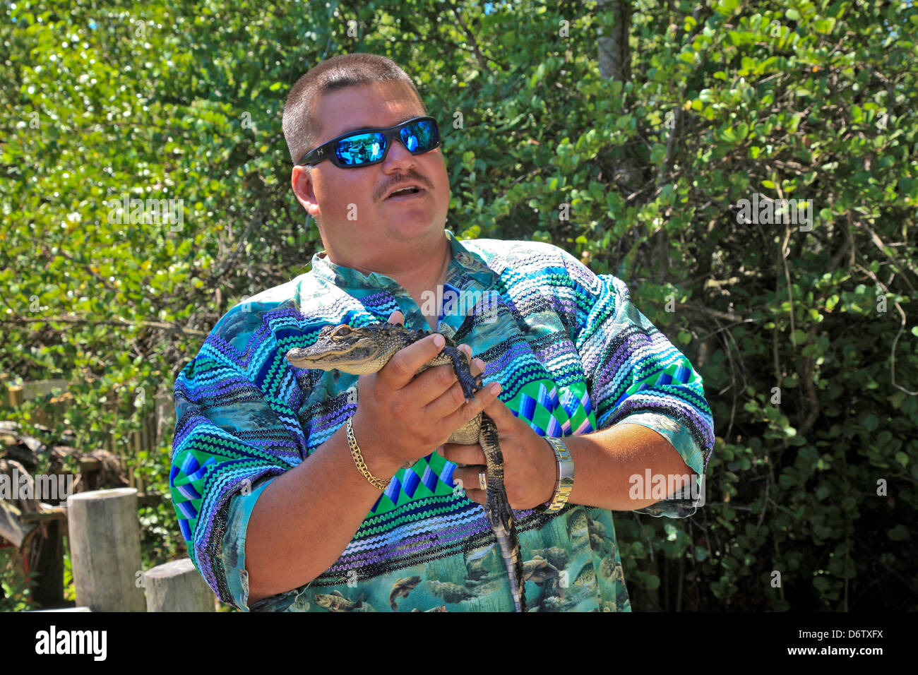 Native Seminole Tour Guide Talk About Alligators In Stock Photo - 