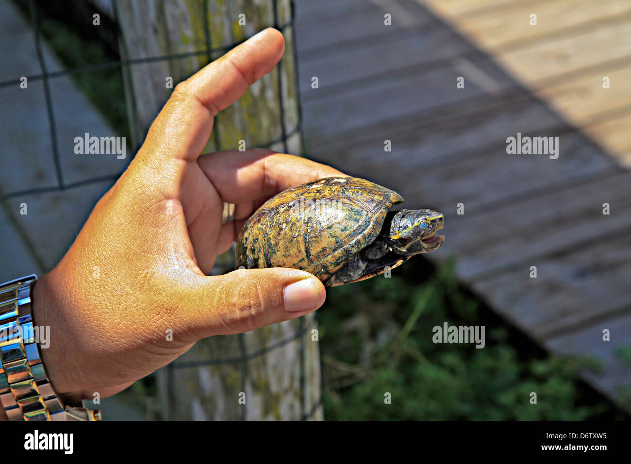 Box Turtle (Pseudemys nelson) in America;USA;Florida;Everglades National Park; Stock Photo