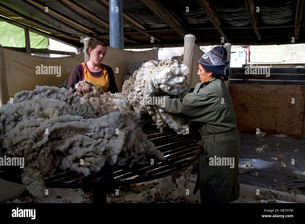Sheep being sheared in a shearing shed near Emmett, Idaho, USA. Stock Photo