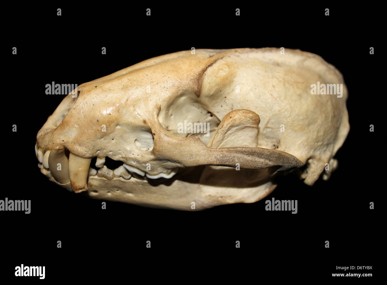 European Badger Skull Meles meles Side View Stock Photo