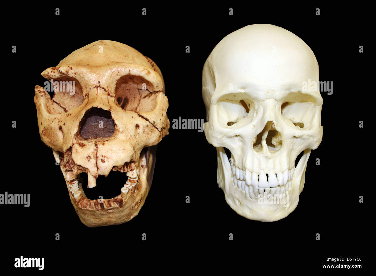Homo heidelbergensis Skull Atapuerca 5 vs Homo sapiens Stock Photo