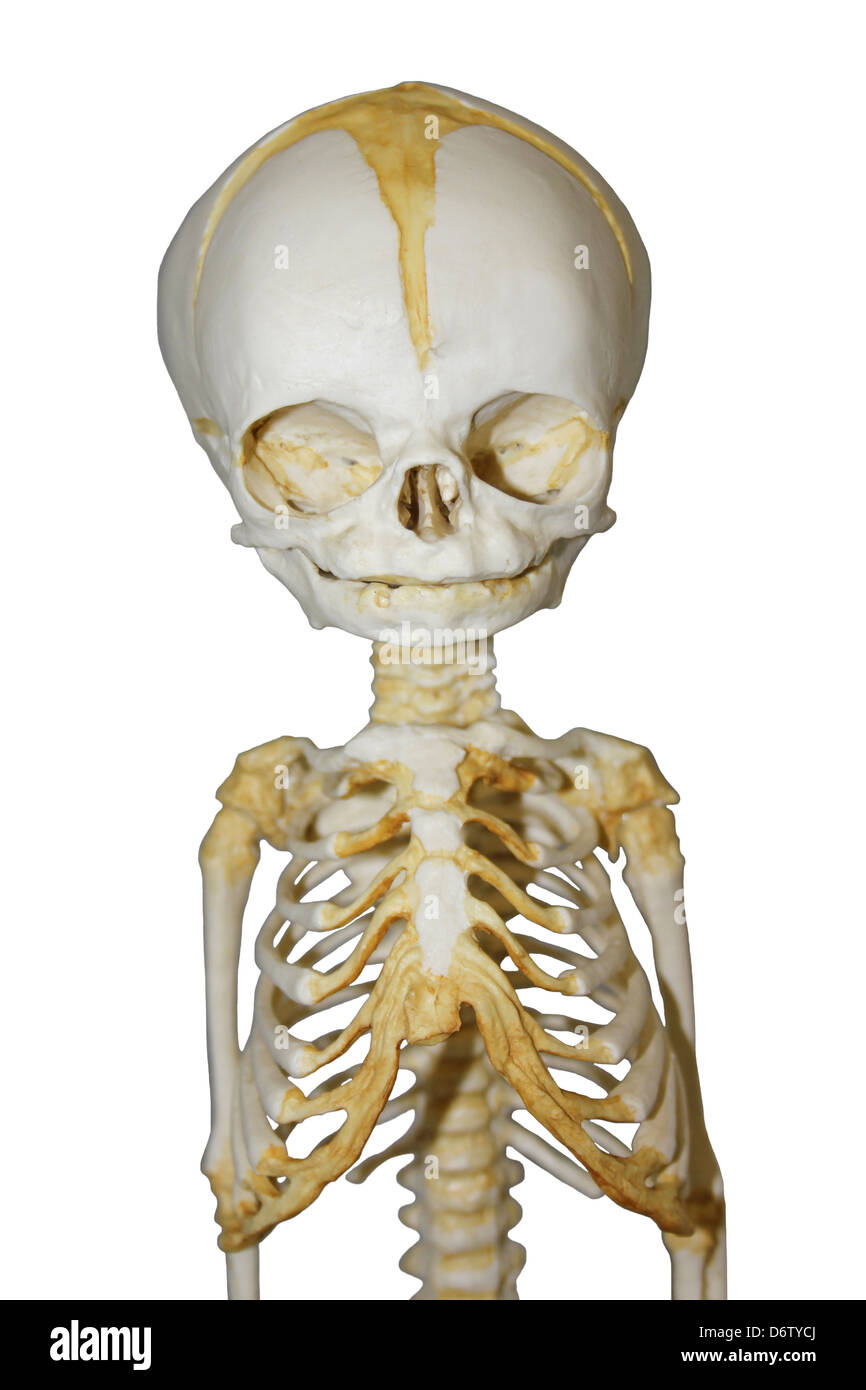 32 week old Human Fetal Skeleton Model Stock Photo