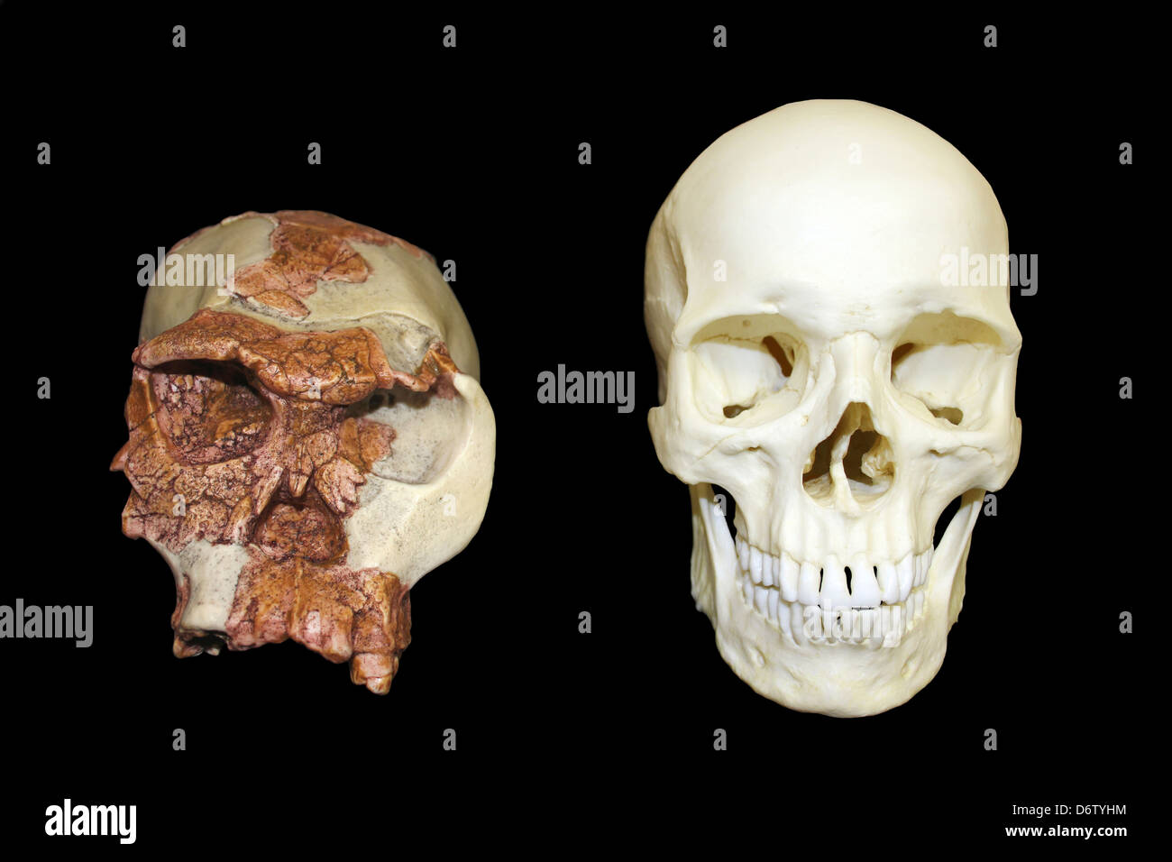 Homo habilis Skull OH 24 KNM vs Homo sapiens Stock Photo