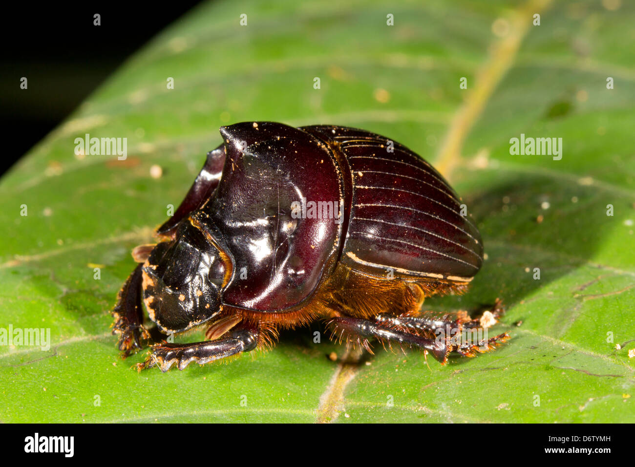 Scarab beetle hi-res stock photography and images - Alamy