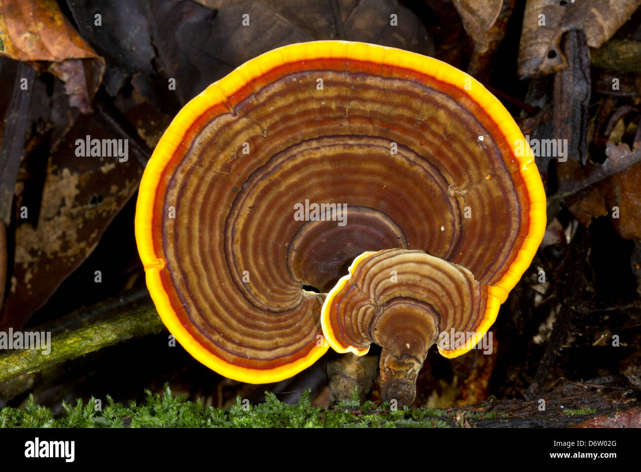 Ganoderma fungus growing in rainforest, Ecuador. A less well known relative of the medicinal Ganoderma lucidum from Asia Stock Photo