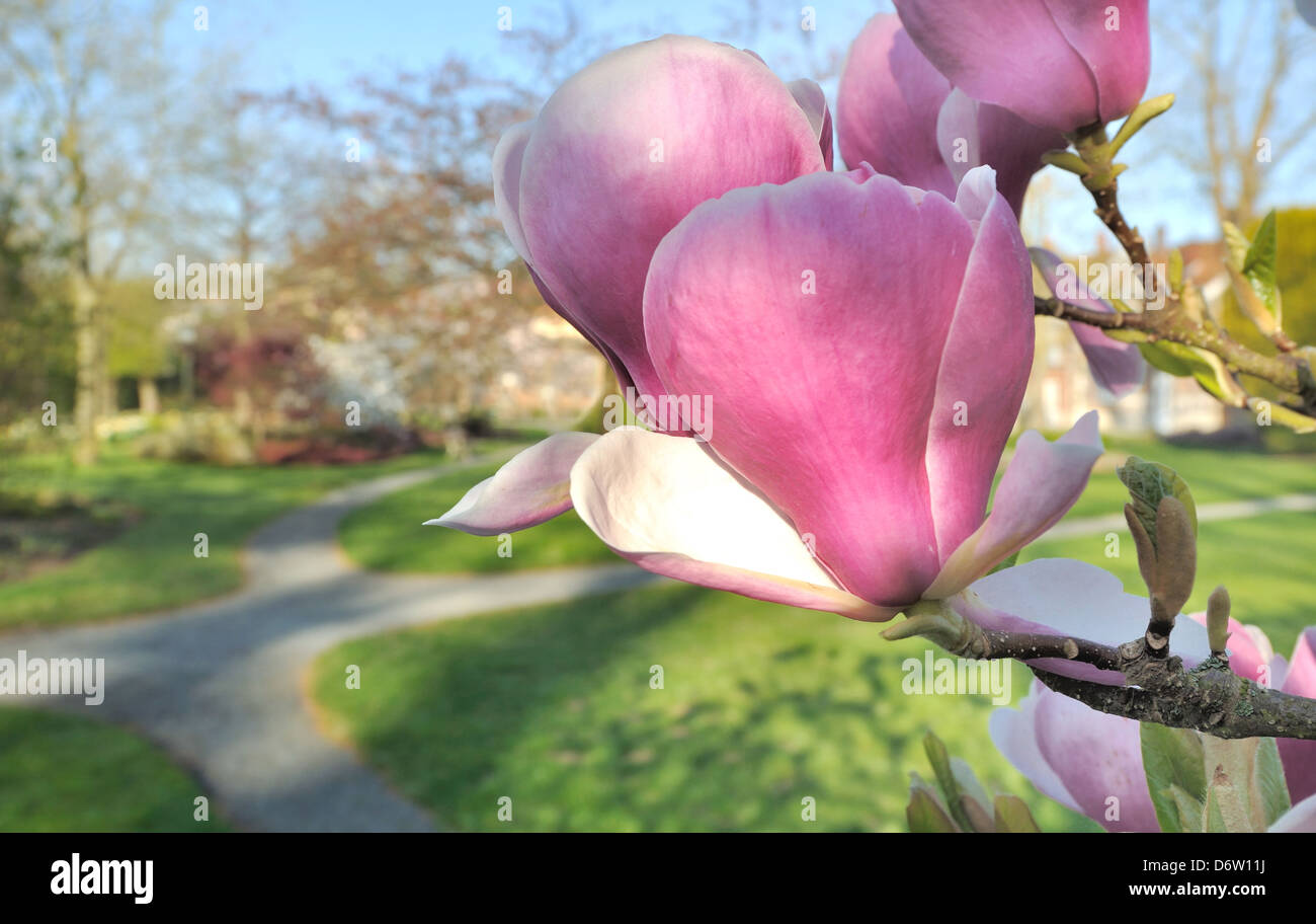 flowering of a beautiful magnolia flowers in a park Stock Photo - Alamy