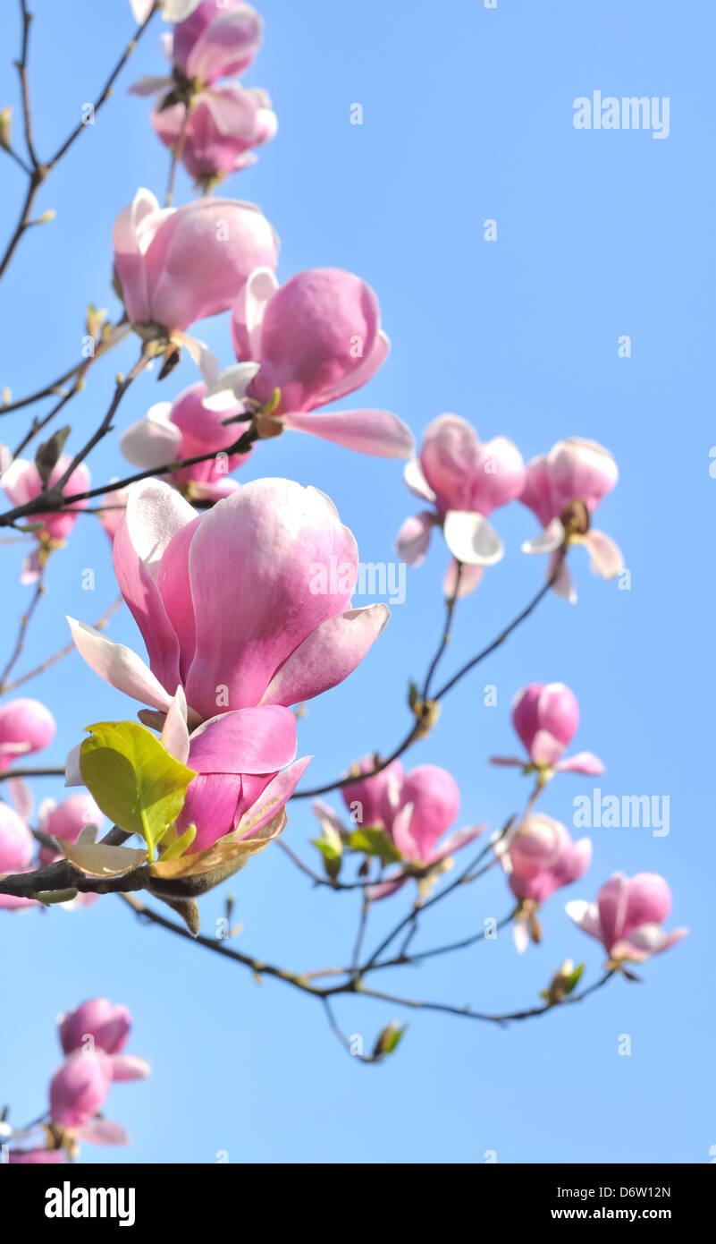 flowering of a beautiful magnolia flowers in blue sky background Stock ...