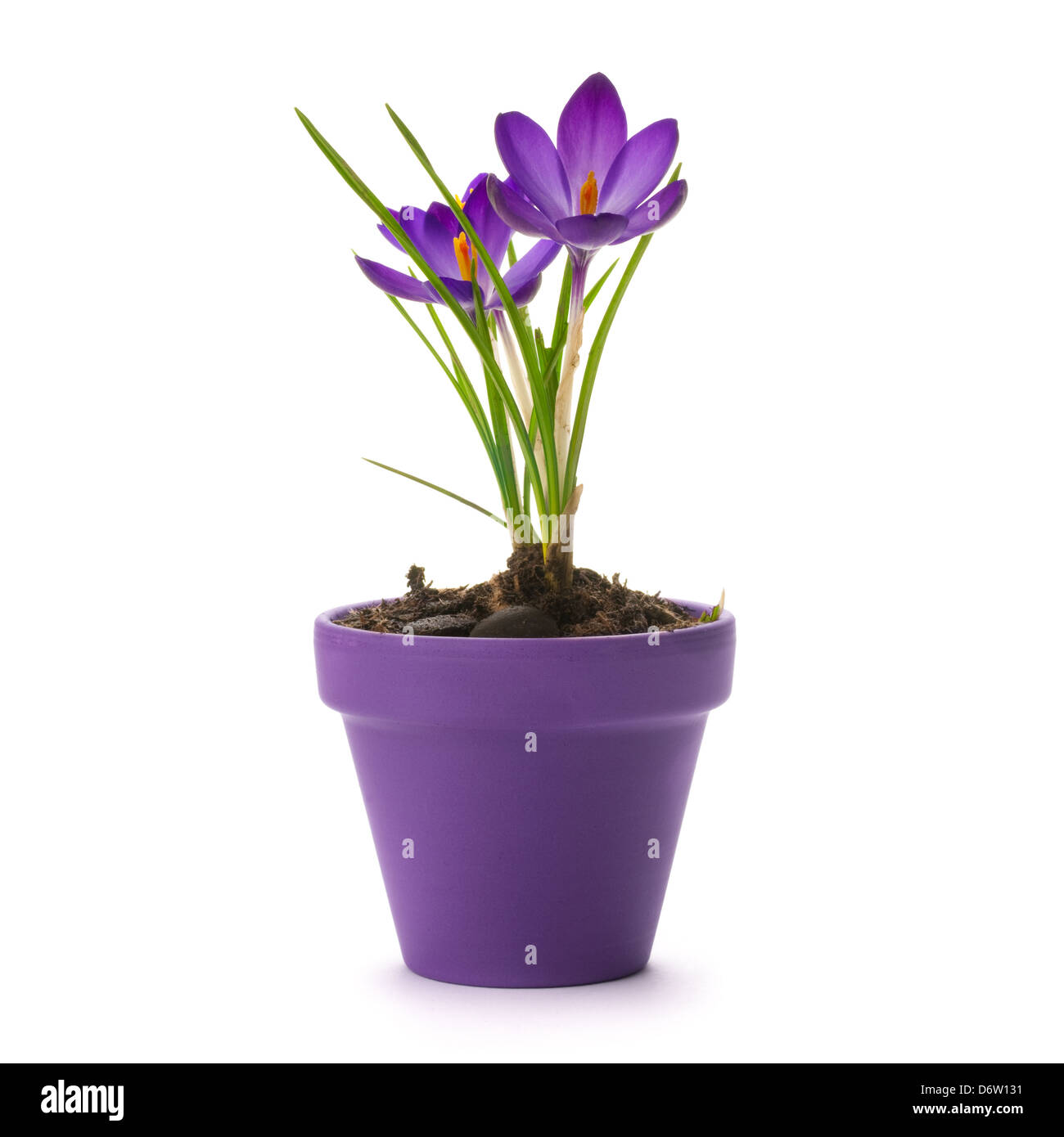 fresh crocus into a purple pot over a white background Stock Photo