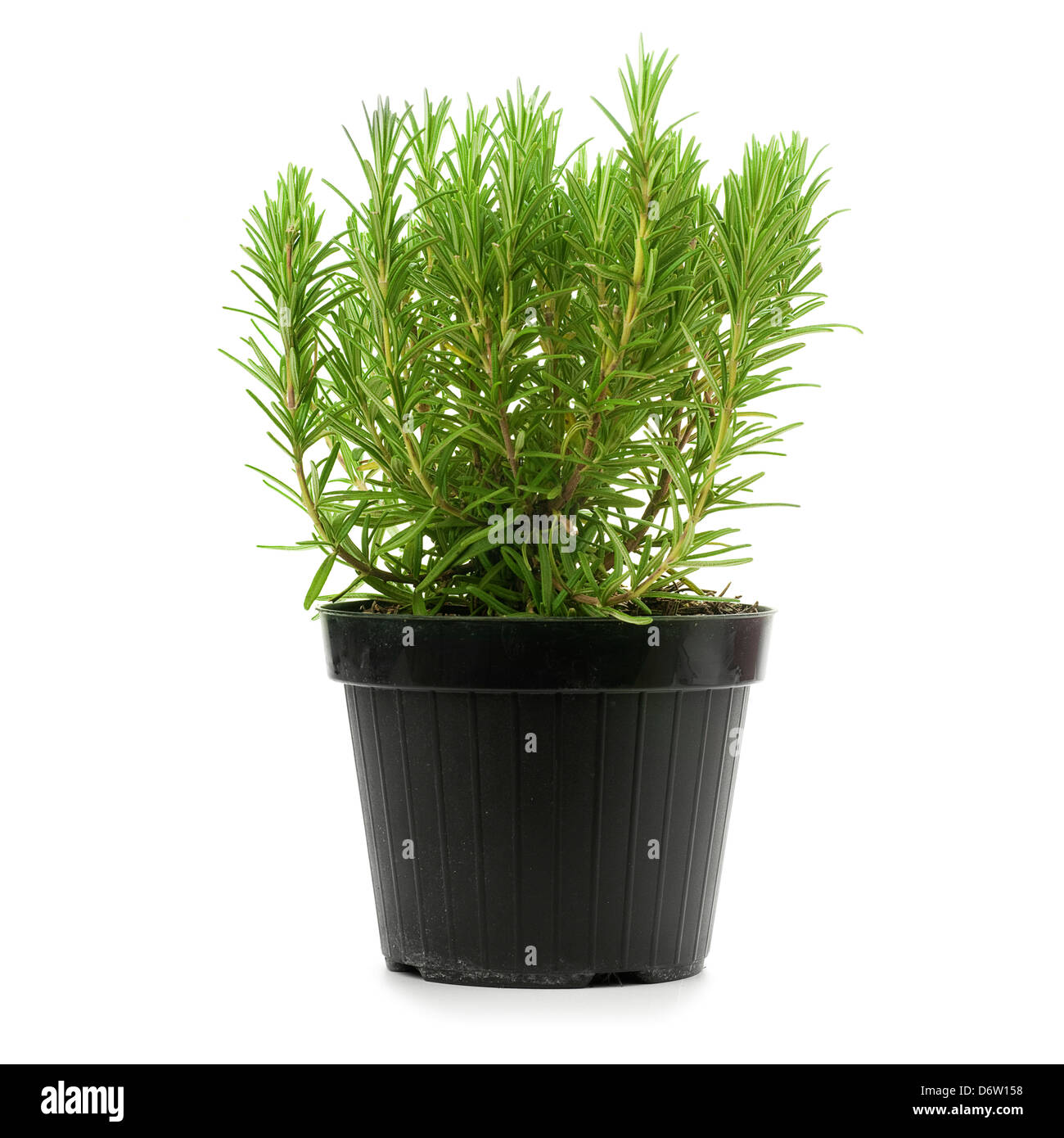 rosemary inside a black pot over a white background, rosmarinus officinalis Stock Photo