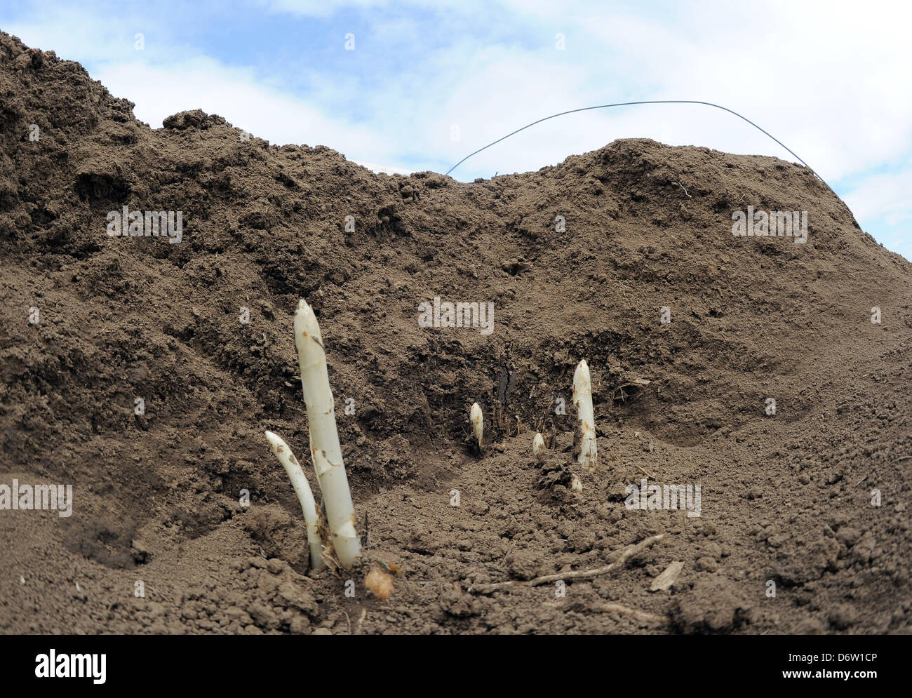 Kyhna, Germany, 23 April 2013.The current growth of the asparagus is seen on an exposed ridge of asparagus in Kutzleben, Germany, 23 April 2013. Asparagus farmers are hoping that the harvest of the first asparagus can start on the weekend. Photo: BERND SETTNIK/DPA/Alamy Live News Stock Photo