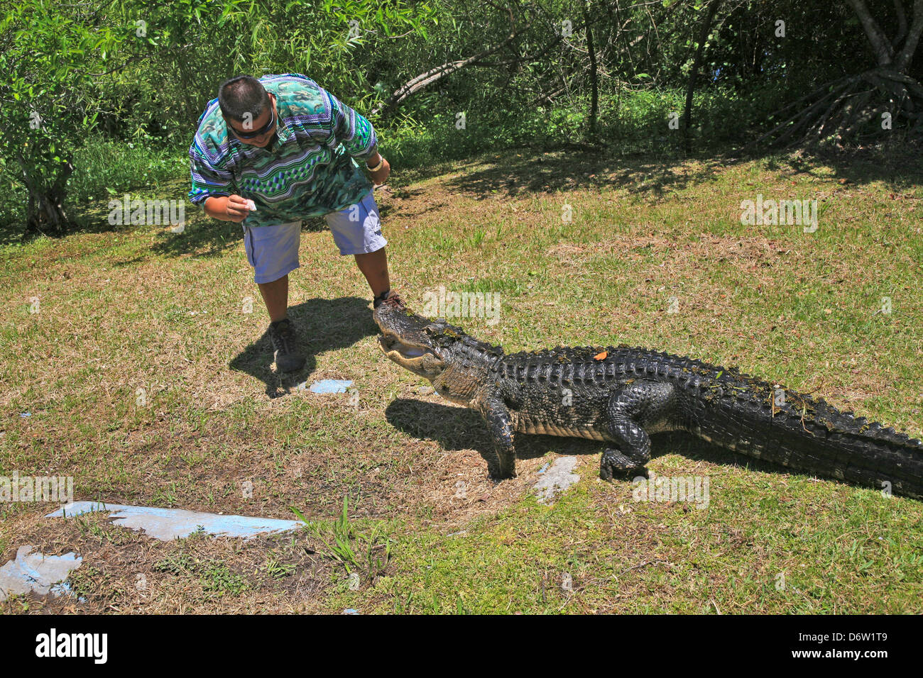 Native Seminole Indian feeding a Alligator in the America;USA;Florida