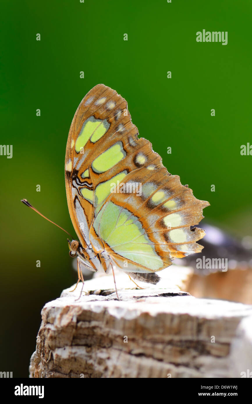 Tropical malachite butterfly (siproeta stelenes) Stock Photo