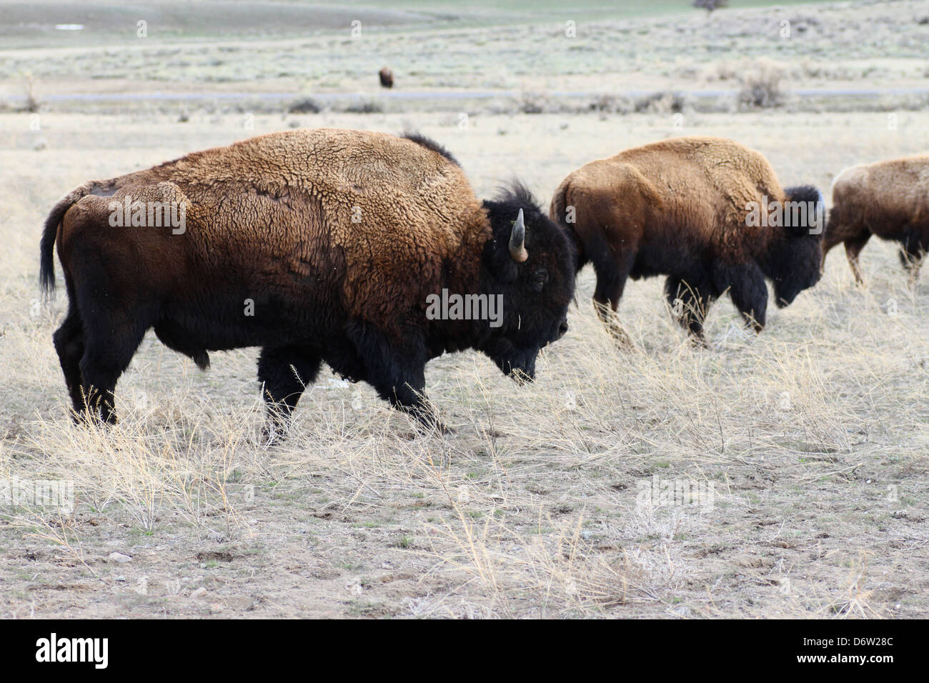 Yellowstone bison roaming the plains Stock Photo - Alamy
