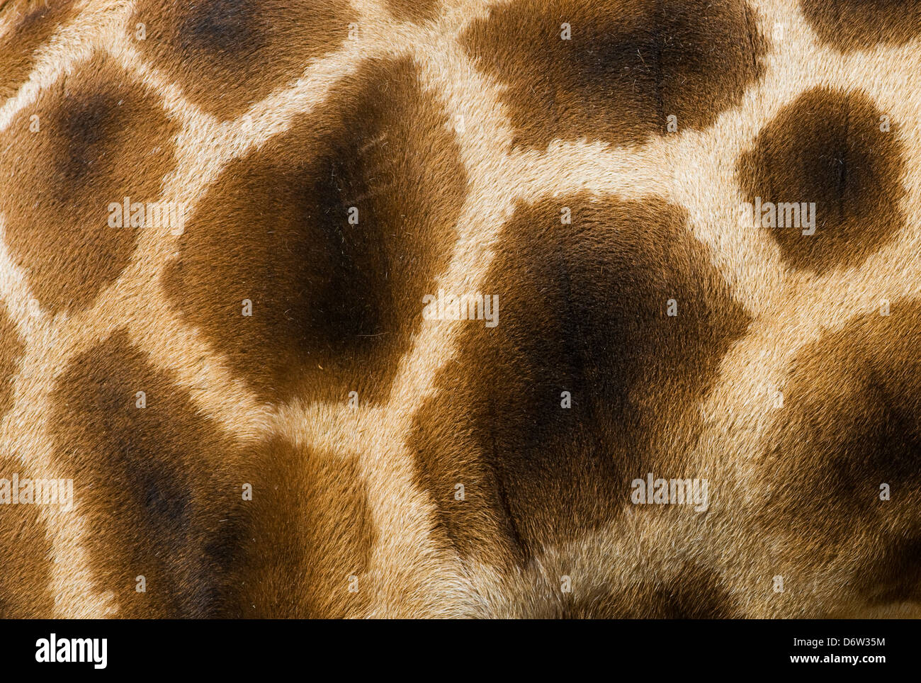 Giraffa camelopardalis In captivity Stock Photo