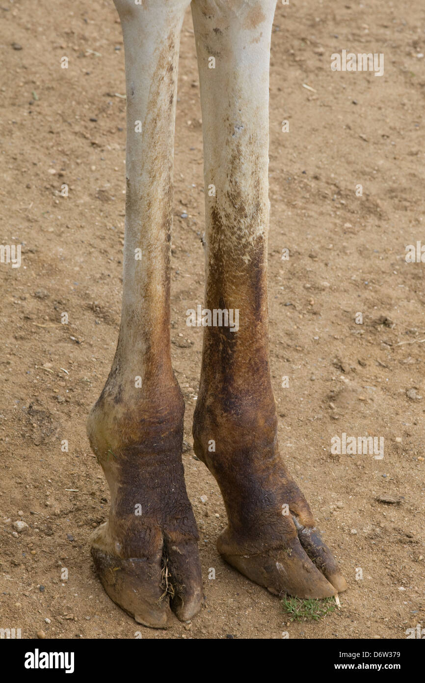 Front Legs of a Giraffa camelopardalis In captivity Stock Photo
