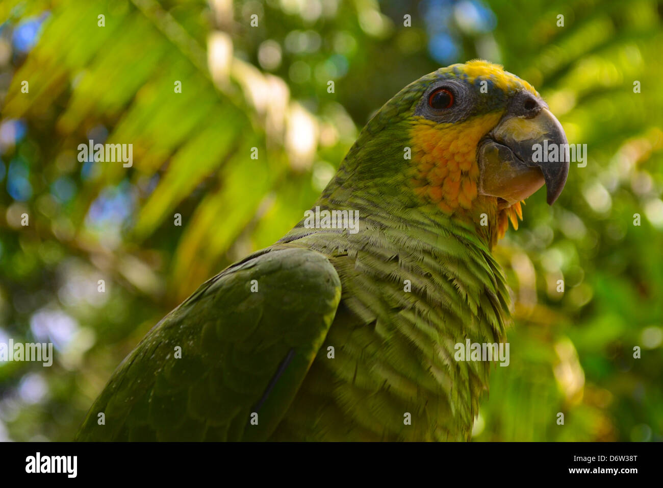 a-green-and-yellow-parrot-in-the-amazon-rainforest-stock-photo-alamy