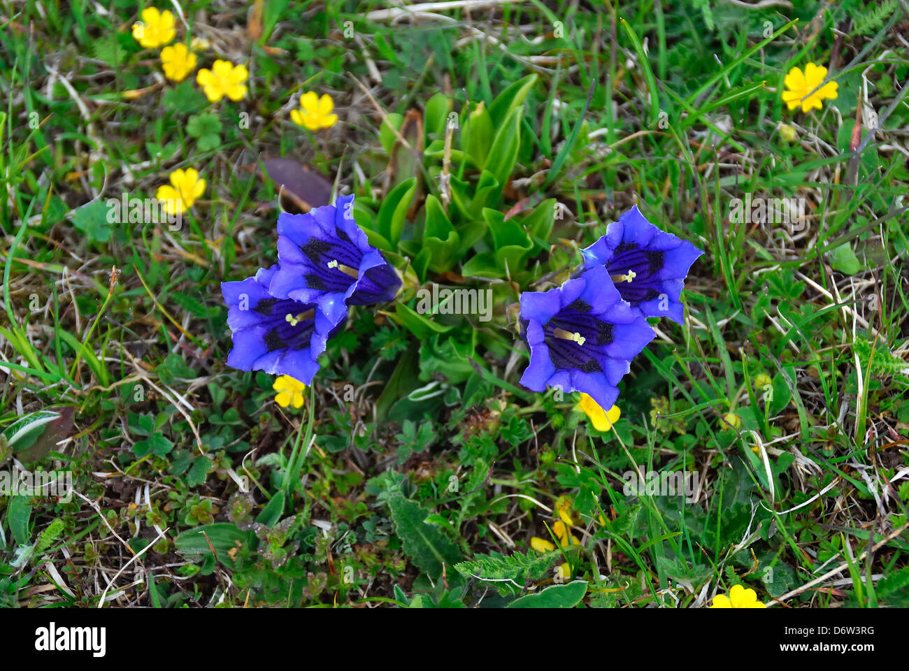 Asiago plateau, Venetian Prealps, Italy : Alpine flowers, Gentiana acaulis. Stock Photo