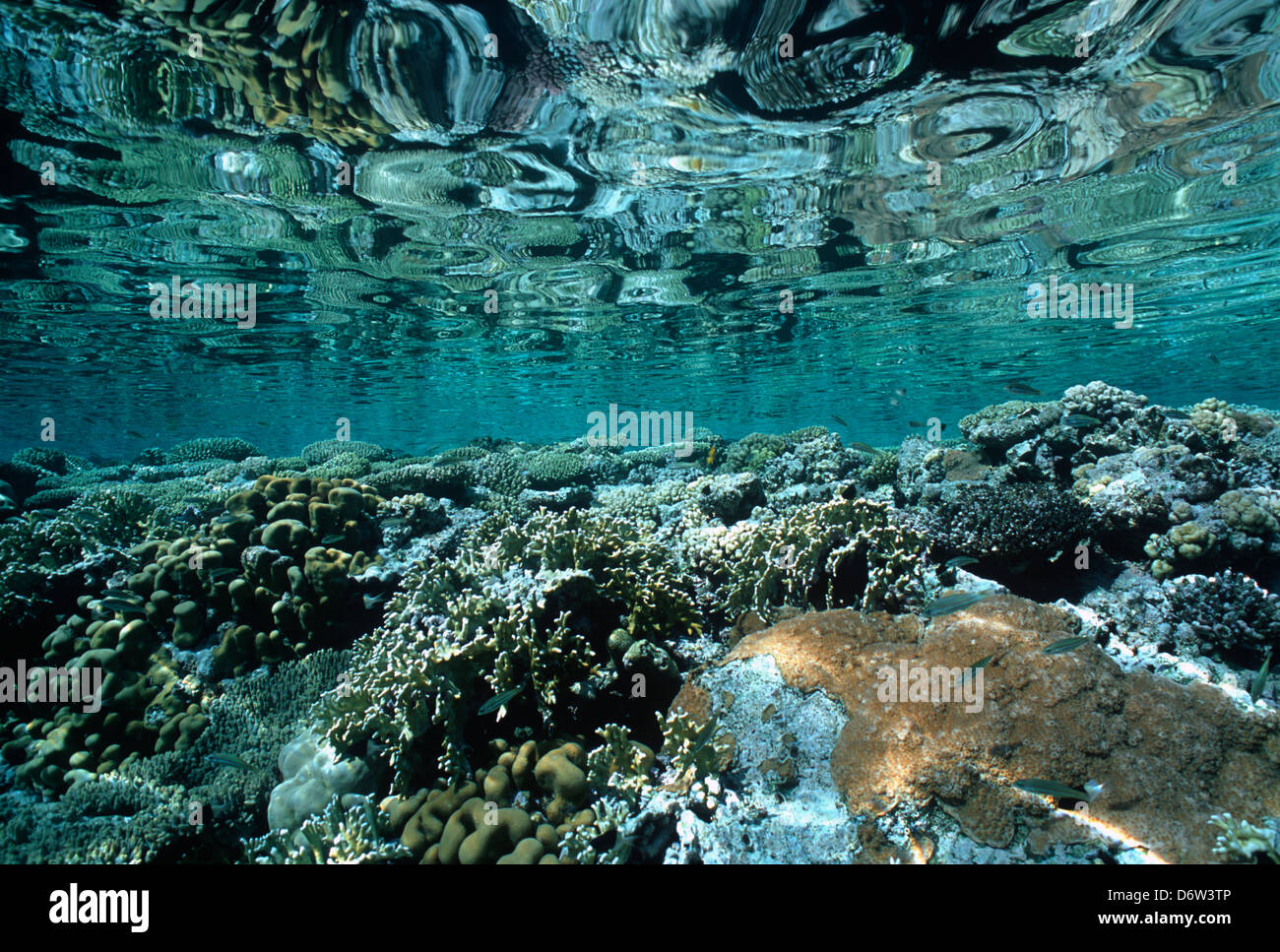 A coral reef table in the Red Sea, Egypt Stock Photo