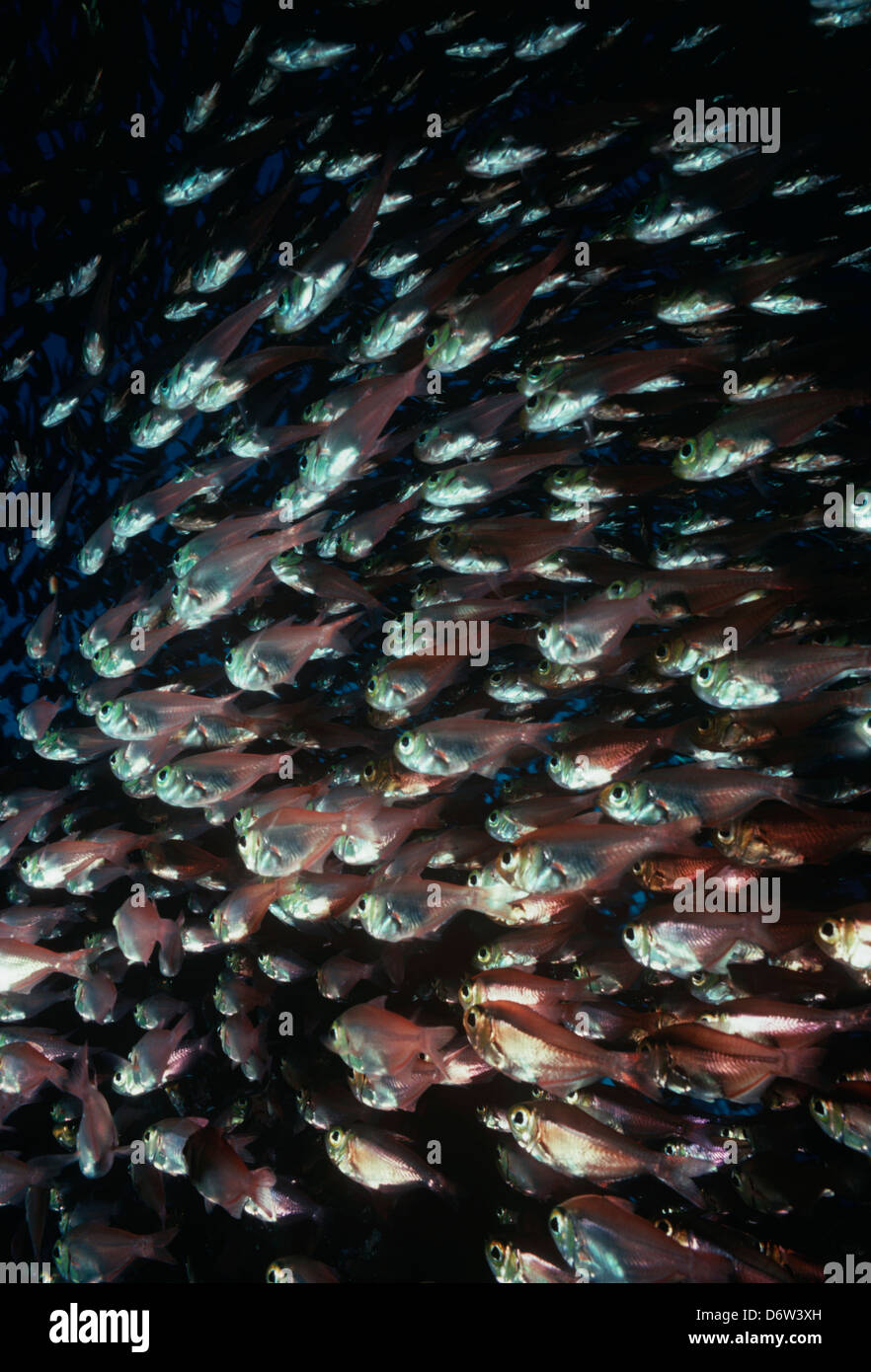 Glassy sweepers (Parapriacanthis guentheri) schooling in the Red Sea, Egypt. Stock Photo