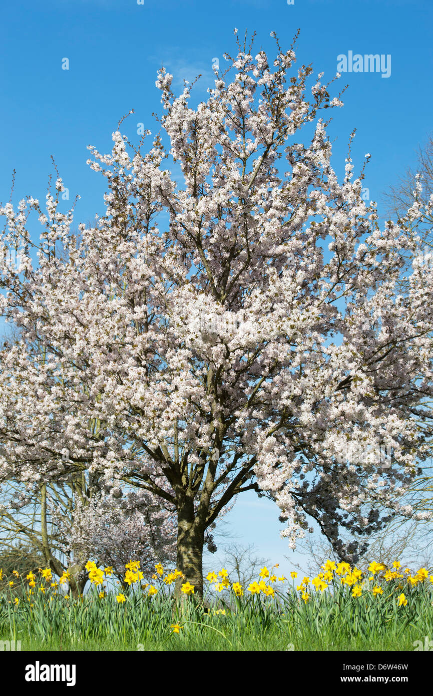 Prunus Pandora. Pandora cherry. Japanese Cherry Trees at RHS Wisley Gardens. Woking, Surrey, England Stock Photo