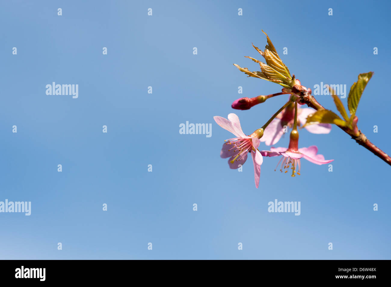 Prunus Avium Sweetheart.  Cherry tree blossom Stock Photo