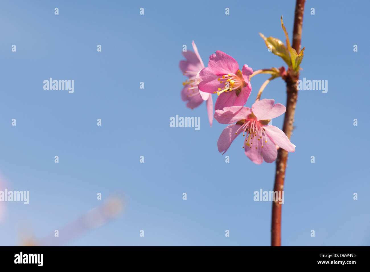 Prunus Avium Sweetheart.  Cherry tree blossom Stock Photo