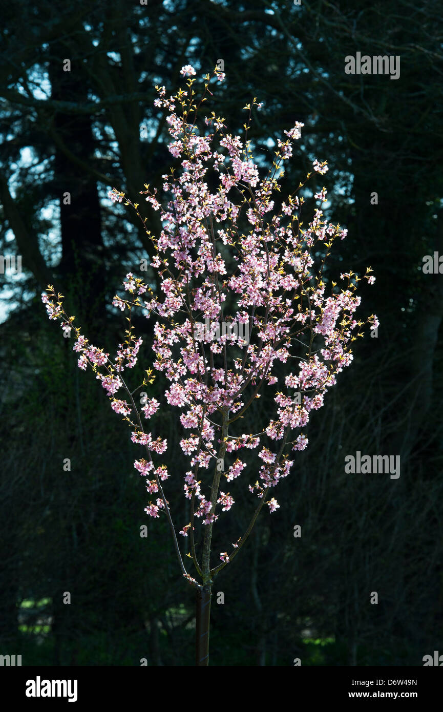 Prunus Avium Sweetheart.  Cherry tree blossom in sunlight against dark background Stock Photo