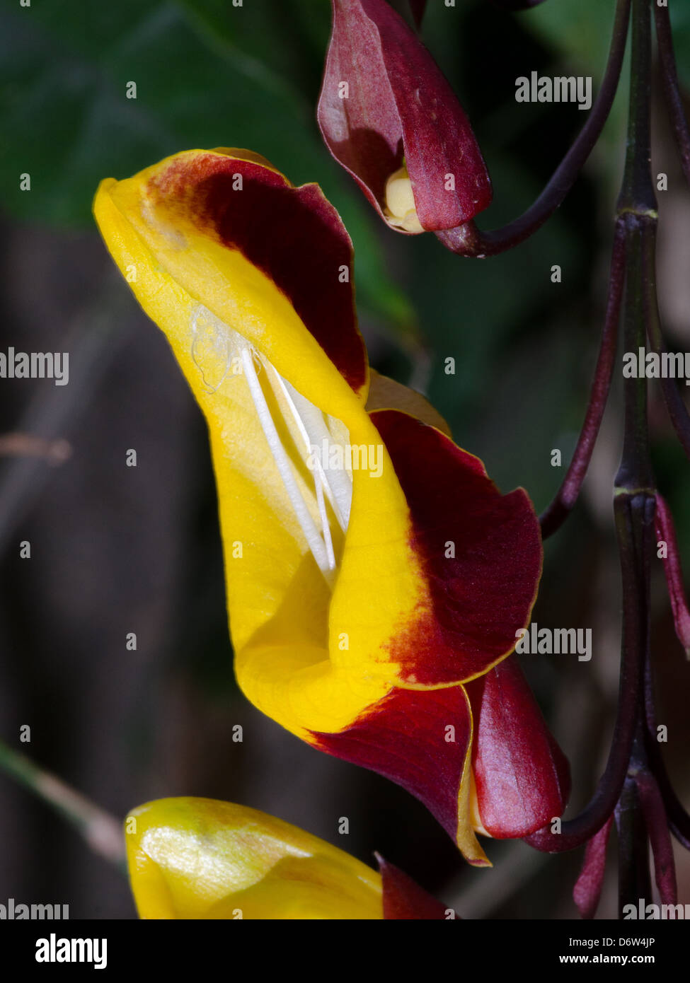 Doll's Shoes or Thunbergia Mysorensis, also called Mysore trumpetvine or Indian clock vine, is a species of flowering plant in the family Acanthaceae Stock Photo