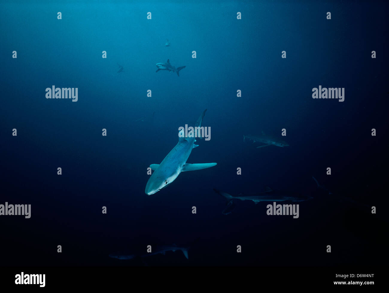 Blue Shark (Prionace glauca). California, USA Stock Photo