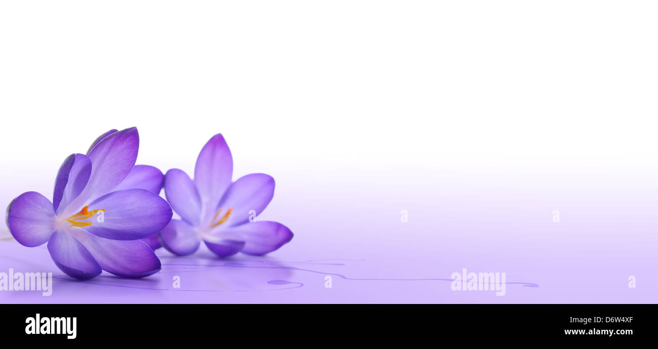 crocus flower over a white and violet background - macro Stock Photo