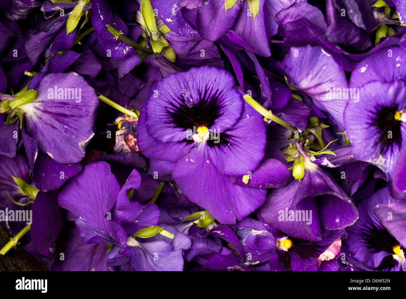 Dead head pansy hires stock photography and images Alamy