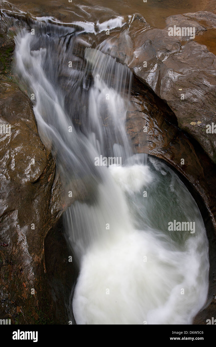 Waterfall in a forest, Devil's Bathtub, Hocking Hills State Park, Logan