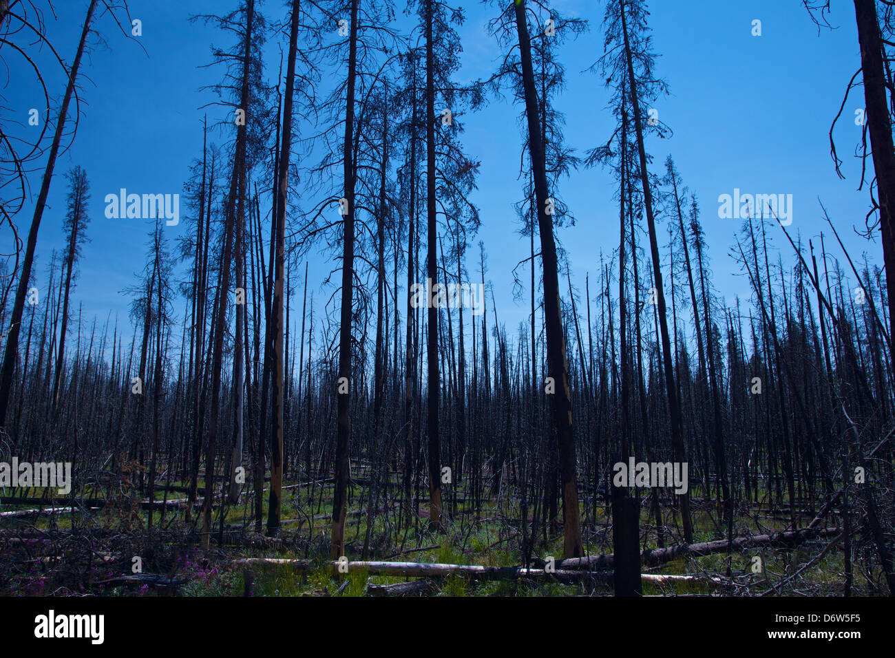 Countless burned tree trunks stand blackened in the sun in Yellowstone ...