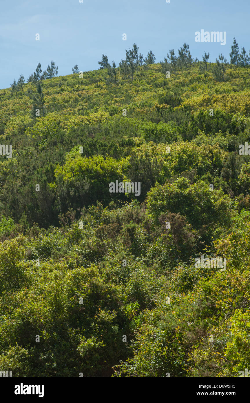Steep Slope Vegetation High Resolution Stock Photography and Images - Alamy