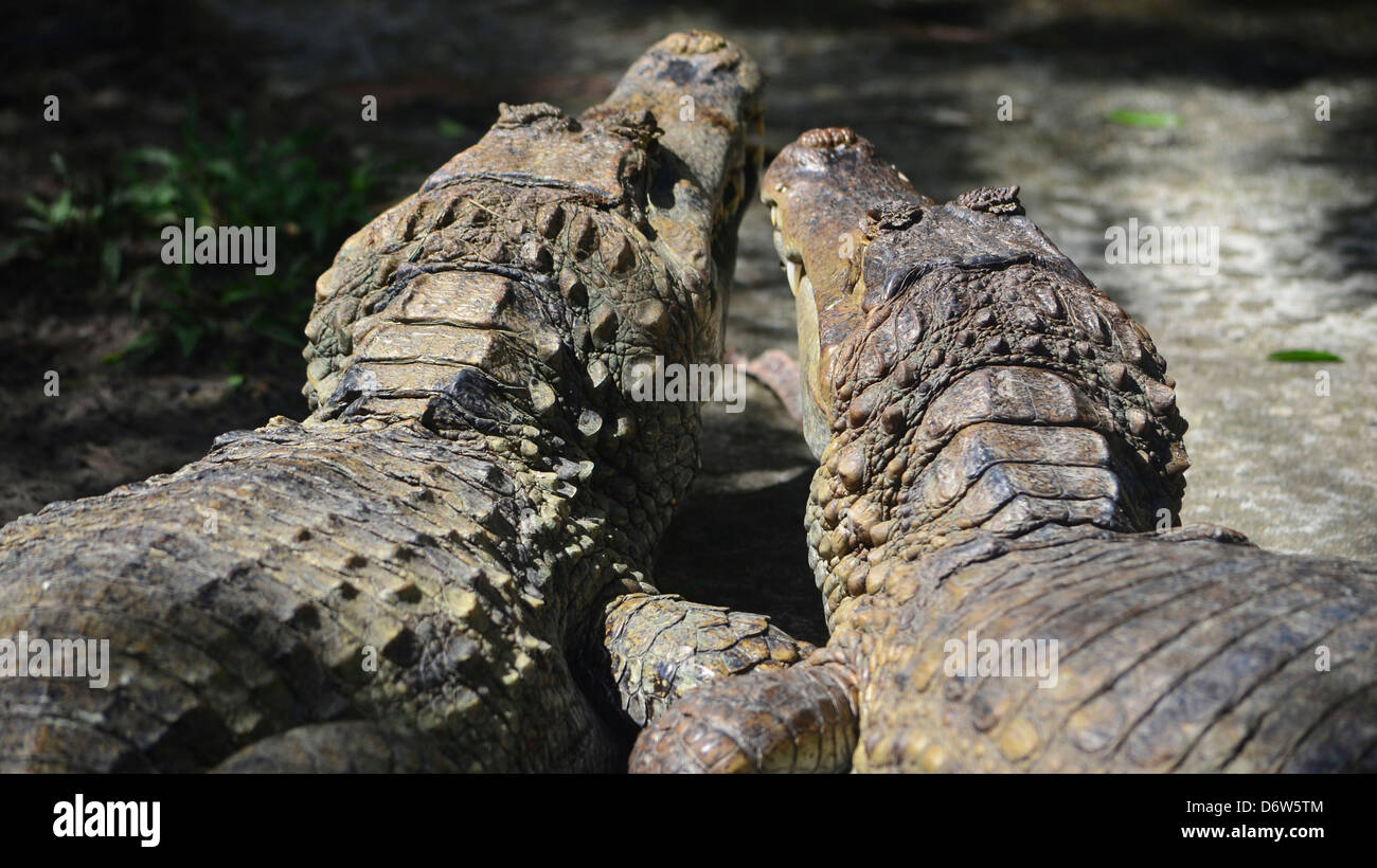 A couple of Cayman relaxing together in the Amazon rain forest Stock Photo