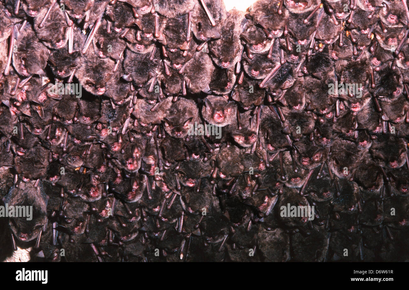 USA, Florida, Southeastern Bat (Myotis austroriparius) Roosting Colony