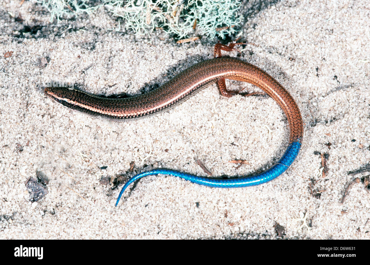 skink bluetail mole skink bluetail mole