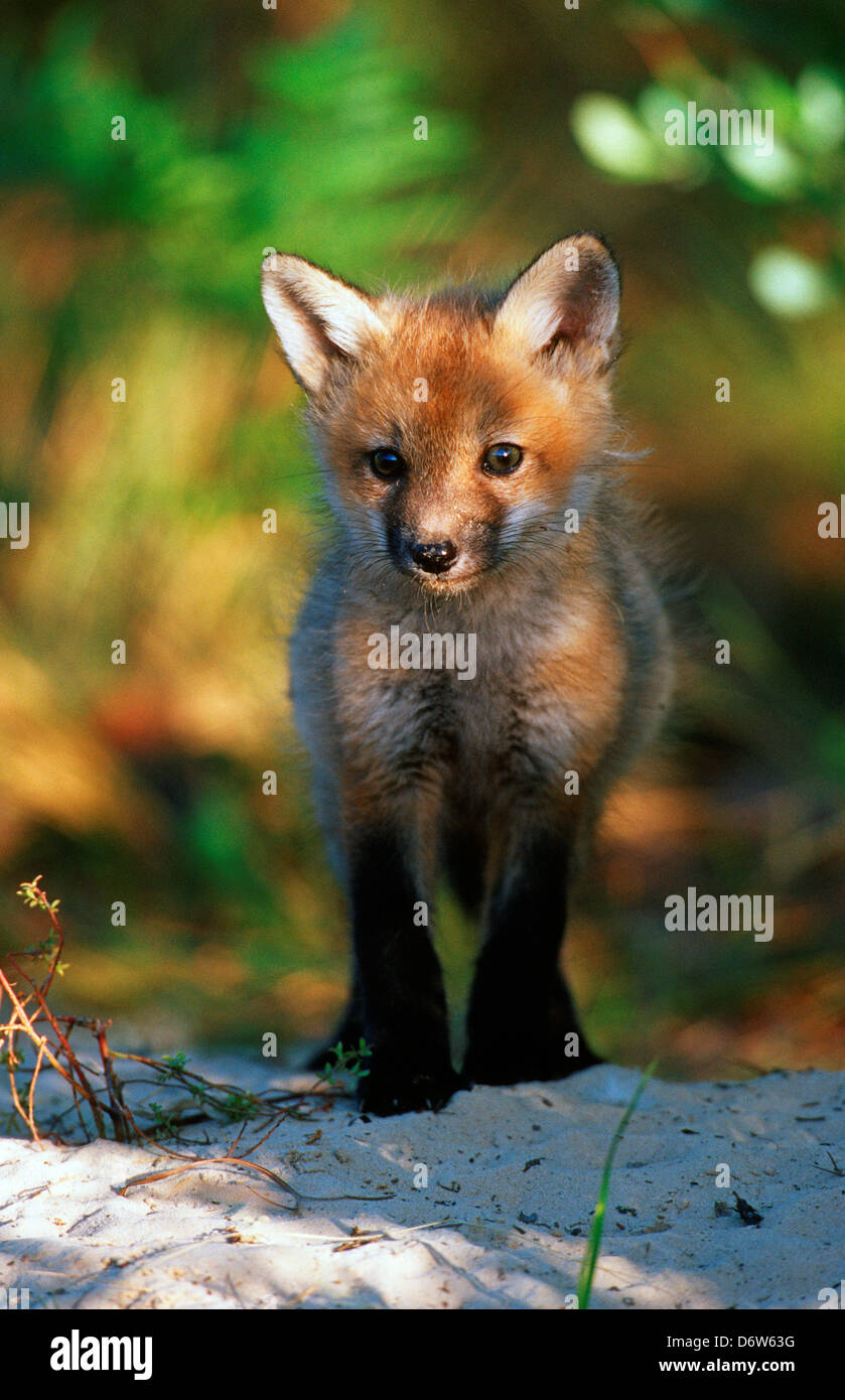 USA, Florida, Red Fox (Vulpes vulpes Stock Photo Alamy