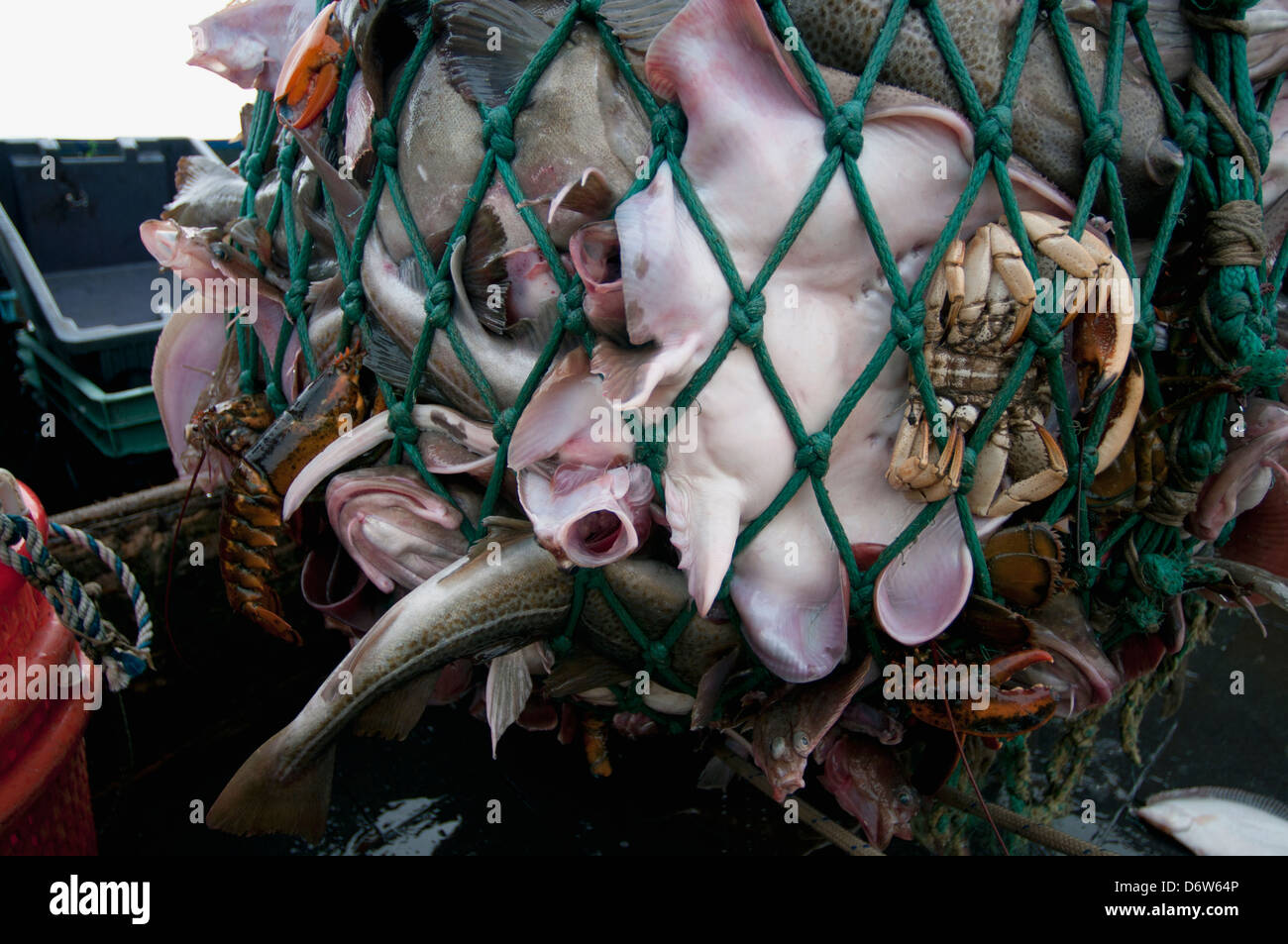 Dragger hauls in net full of Yellowtail Flounder (Limanda ferruginea), Little Skate (Leucoraja erinacea), Atlantic Cod fish Stock Photo