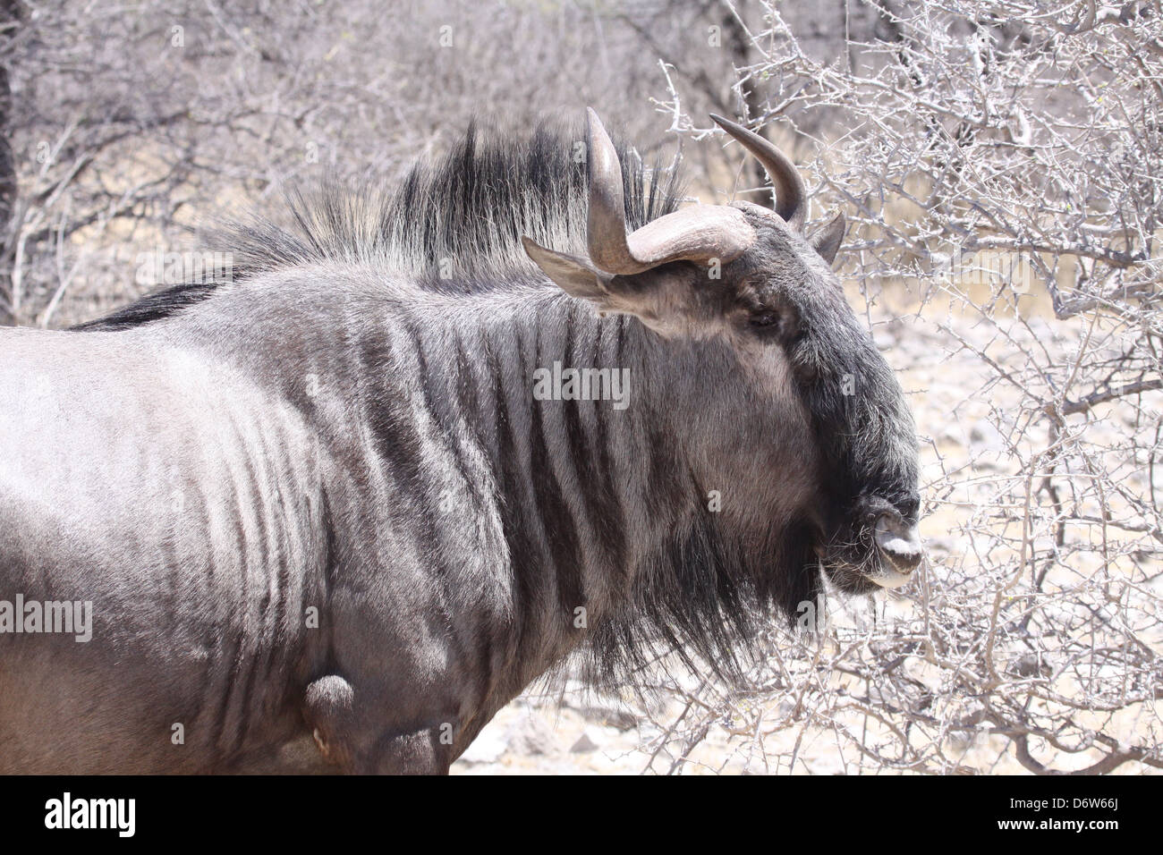 Water buffalo in Etosha National Park, Namibia, south Africa Stock Photo